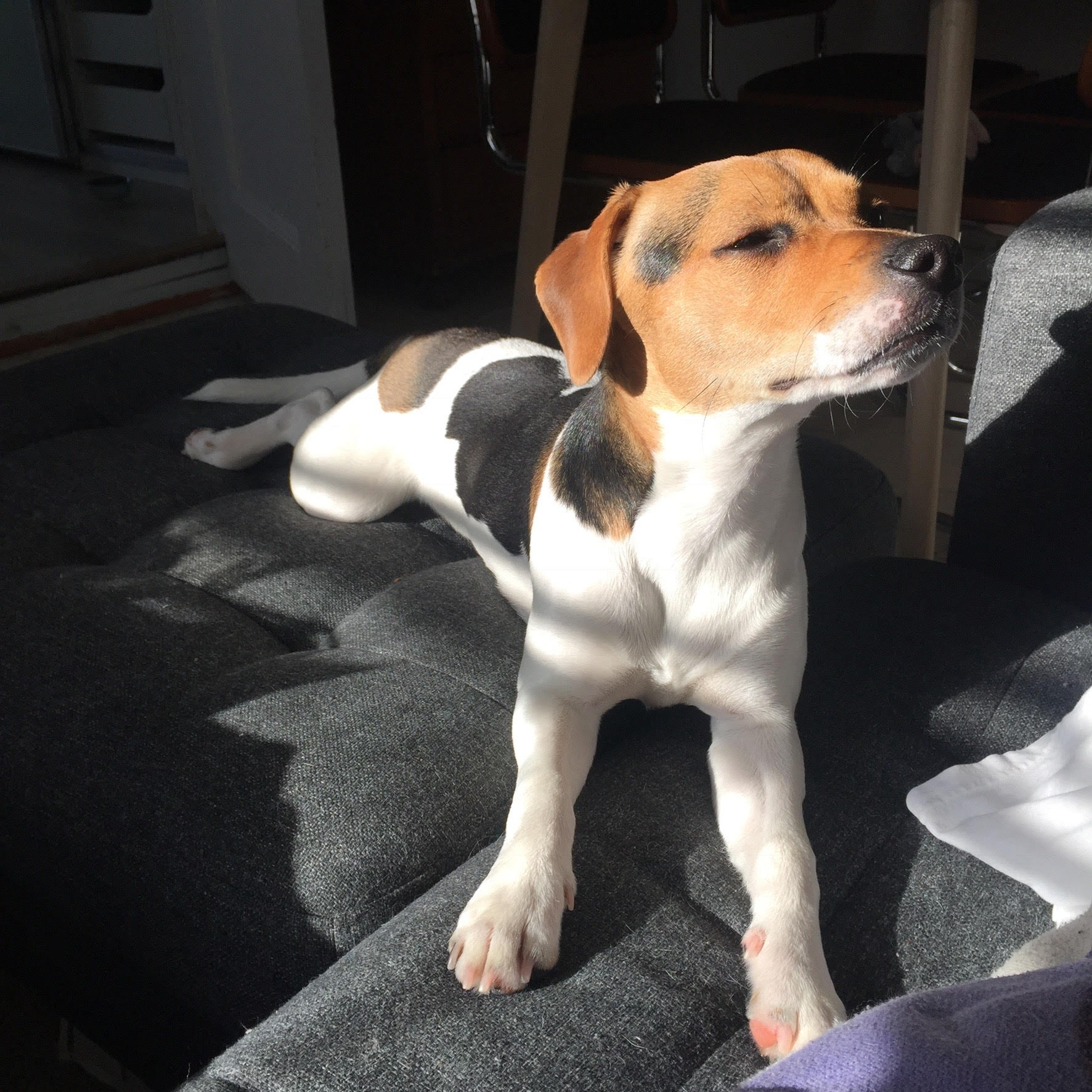 dog-profile